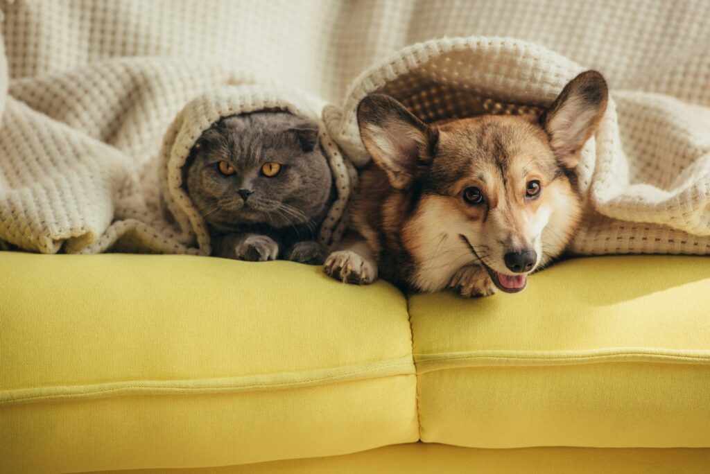 cat and dog lying together under blanket on sofa