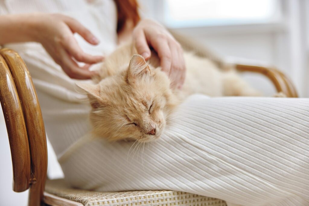 cat resting on a woman's legs pet love friendship