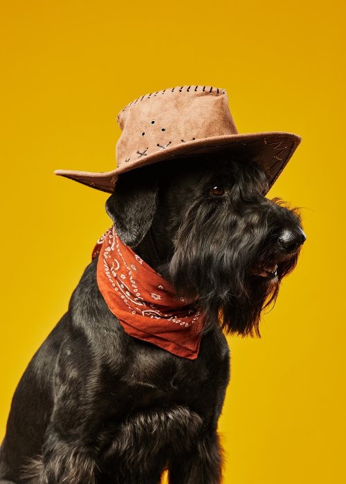 black-schnauzer-cowboy-dog-2022-08-11-19-54-34-utc-min.jpg