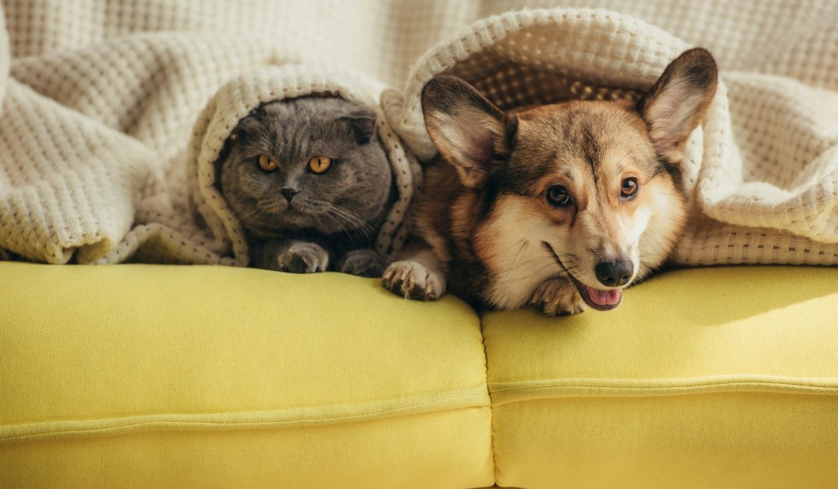 cat and dog lying together under blanket on sofa