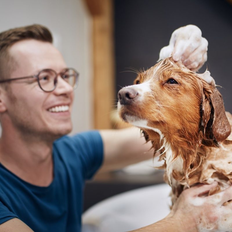 dog-taking-bath-at-home-2022-04-27-07-16-14-utc-min.jpg