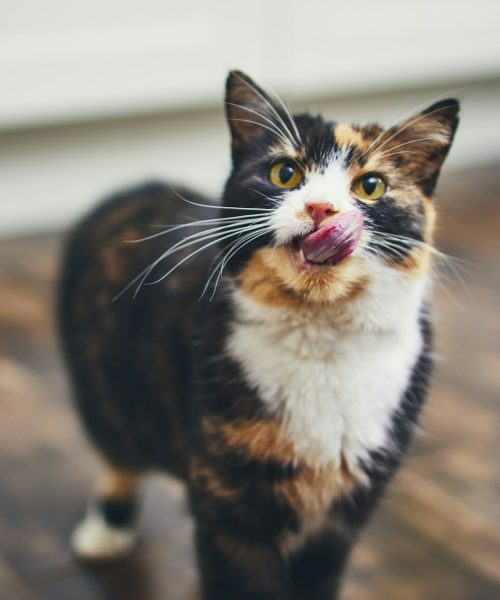 Hungry cat at home kitchen