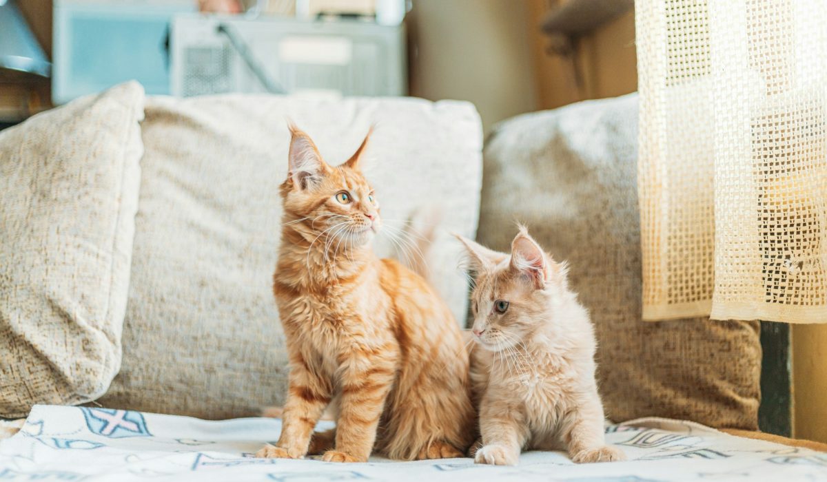 Two Funny Curious Young Red Ginger Maine Coon Kittens Cats Sitting At Home Sofa. Coon Cat, Maine Cat